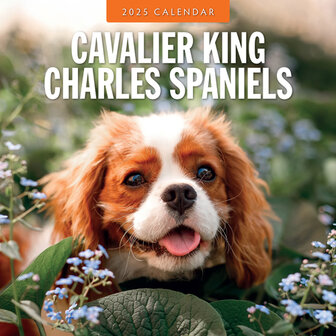 Cavalier King Charles Spaniels kalender 2025