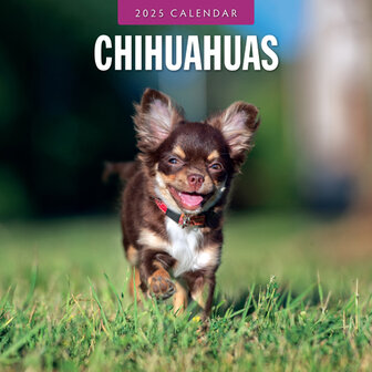 Chihuahuas kalender 2025