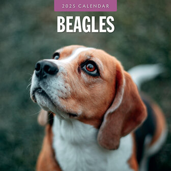 Beagles calendar 2025