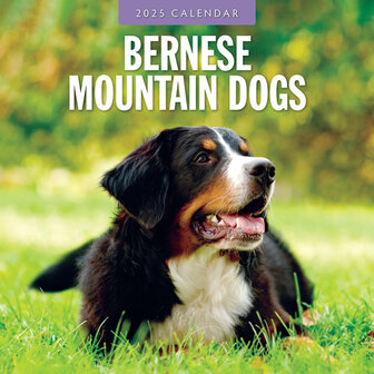 Bernese Moutain Dogs kalender 2025