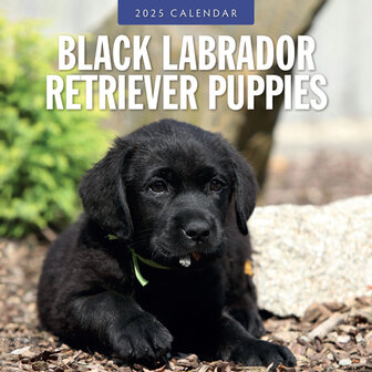 Black Labrador Retriever Puppies calendar 2025