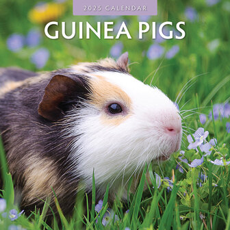 Guinea Pigs calendar 2025