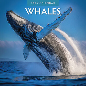 Whales calendar 2024