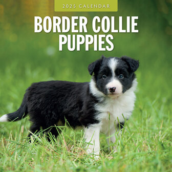 Border Collie Puppies calendar 2025