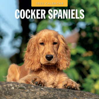 Cocker Spaniels calendar 2025