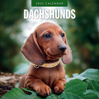 Dachshunds calendar 2025