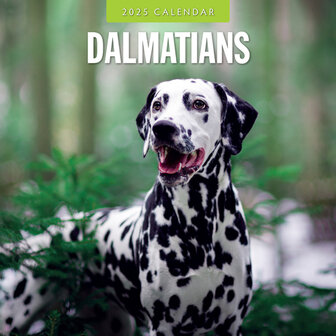 Dalmatians kalender 2025