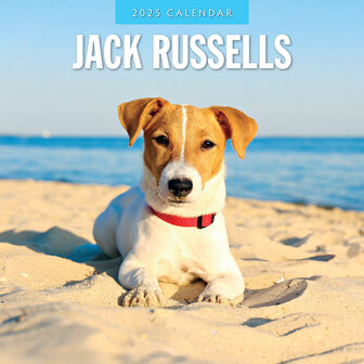 Jack Russells calendar 2025