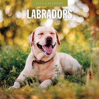 Labradors kalender 2024