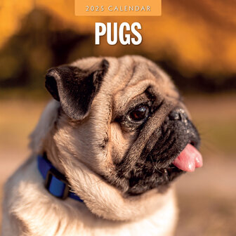 Pugs calendar 2025