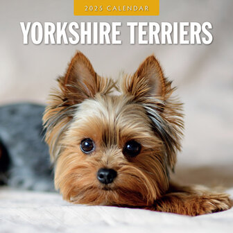 Yorkshire Terriers kalender 2025