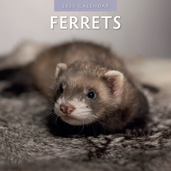 Ferrets calendar 2025