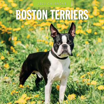 Boston Terriers calendar 2025