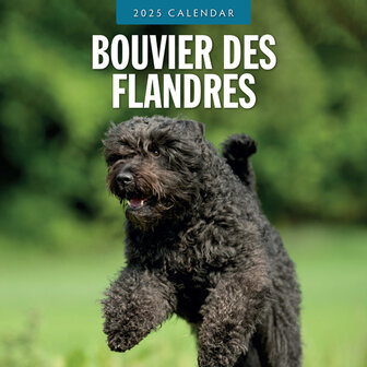 Bouvier des Flandres calendar 2025