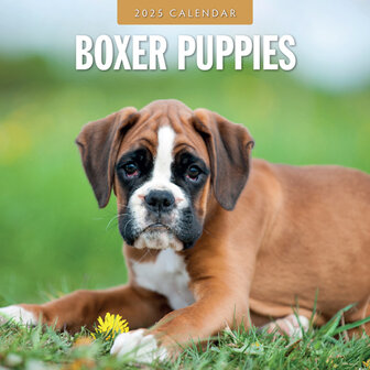 Boxer Puppies kalender 2024