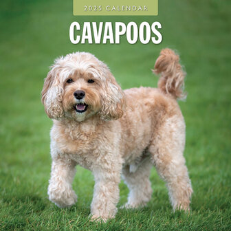 Cavapoos calendar 2025