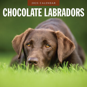 Chocolate Labradors calendar 2025