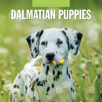 Dalmatian Puppies calendar 2025