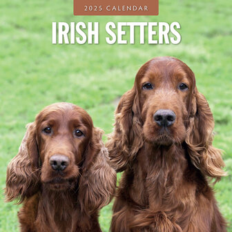 Irish Setters calendar 2025