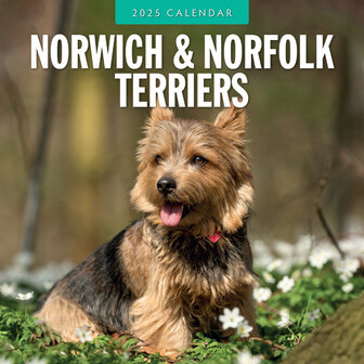 Norwich-/Norfolk Terriers calendar 2025