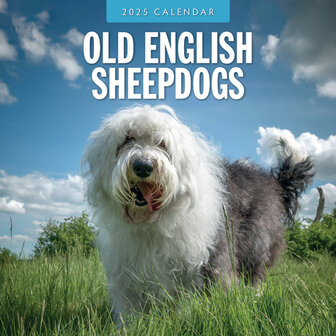 Old English Sheepdogs kalender 2024