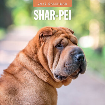 Shar-Pei calendar 2025