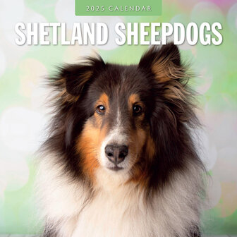 Shetland Sheepdogs calendar 2025