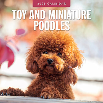 Toy and Miniature Poodles calendar 2025