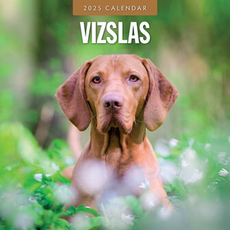 Vizslas calendar 2025