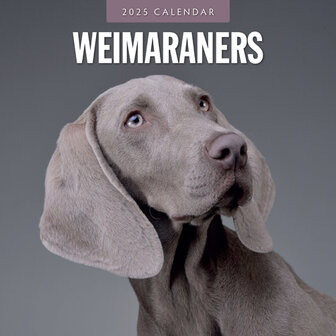 Weimaraners calendar 2025