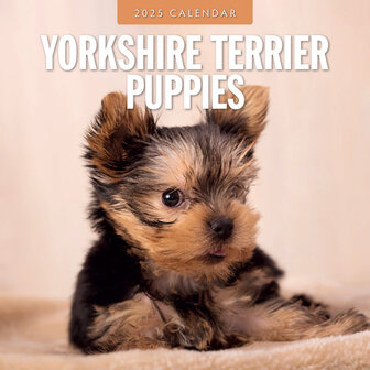 Yorkshire Terrier Puppies kalender 2025