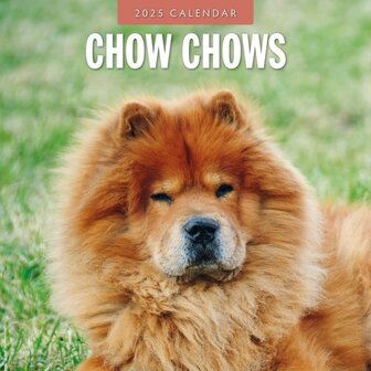 Chow Chows calendar 2025