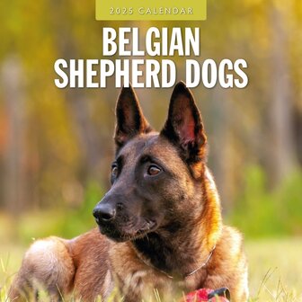 Belgian Shepherd Dogs kalender 2025