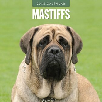 Mastiffs calendar 2025