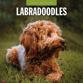 Labradoodles calendar 2025