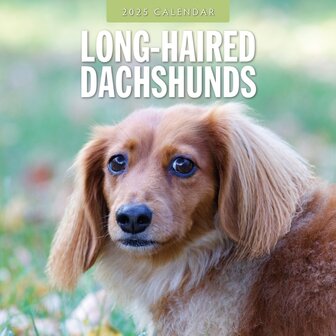 Long-Haired Dachshunds calendar 2025