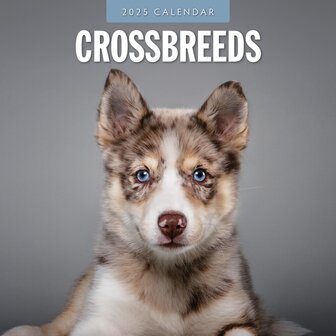 Crossbreeds calendar 2025