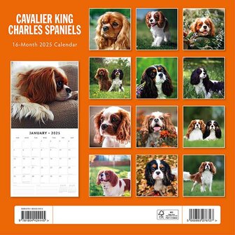 Cavalier King Charles Spaniels kalender 2025