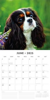 Cavalier King Charles Spaniels calendar 2025