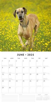 Great Danes kalender 2025