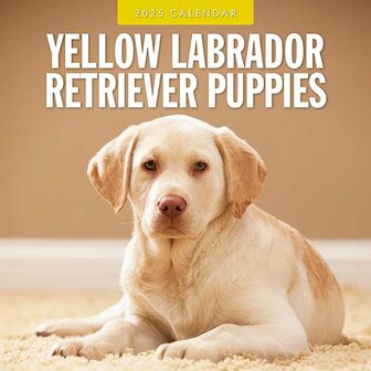 Yellow Labradors Retriever Puppies kalender 2025