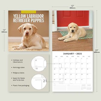 Yellow Labradors Retriever Puppies calendar 2025