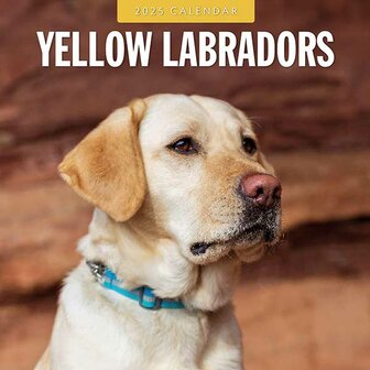 Yellow Labradors calendar 2025