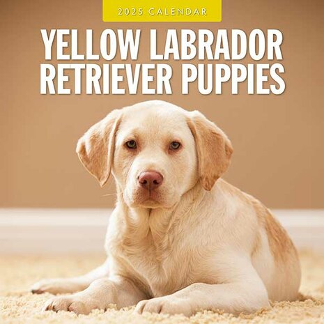 Yellow Labradors Retriever Puppies calendar 2025