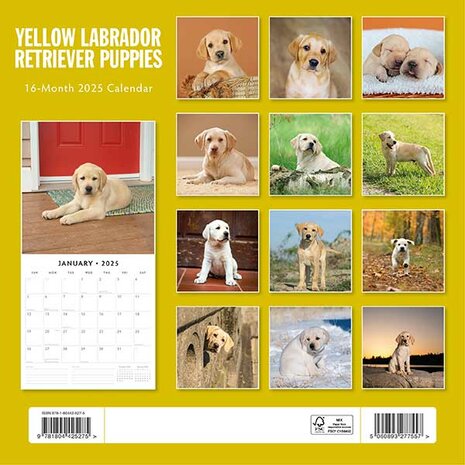 Yellow Labradors Retriever Puppies calendar 2025