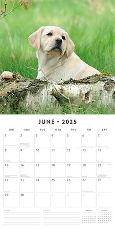 Yellow Labradors Retriever Puppies kalender 2025